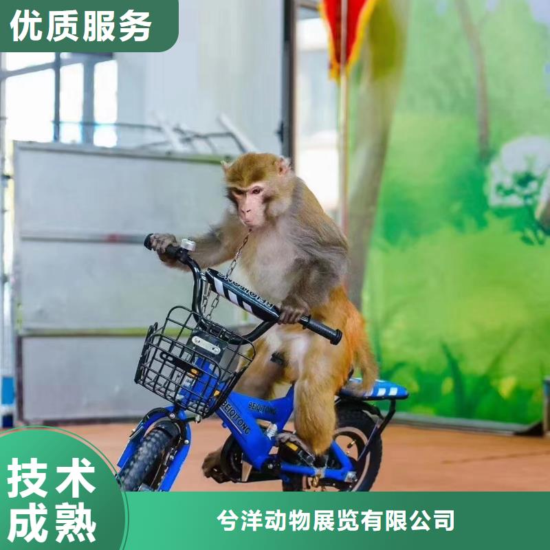 马戏团/羊驼_海狮表演出租比同行便宜