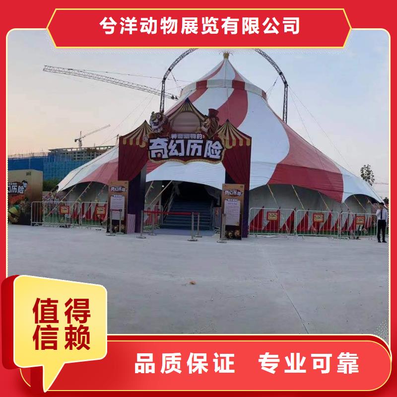 马戏团/羊驼动物杂技表演租赁良好口碑