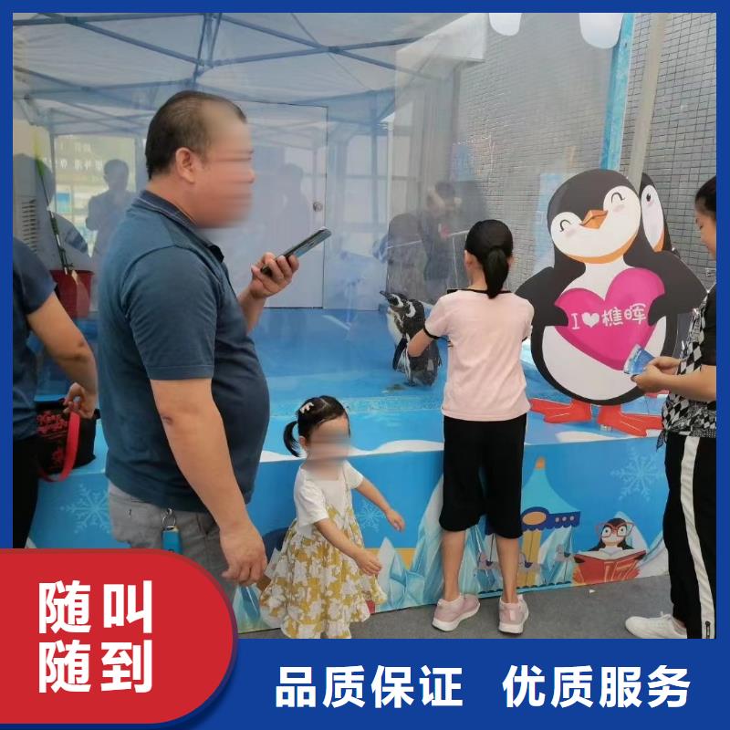 海洋主题动物表演动物杂技表演信誉良好