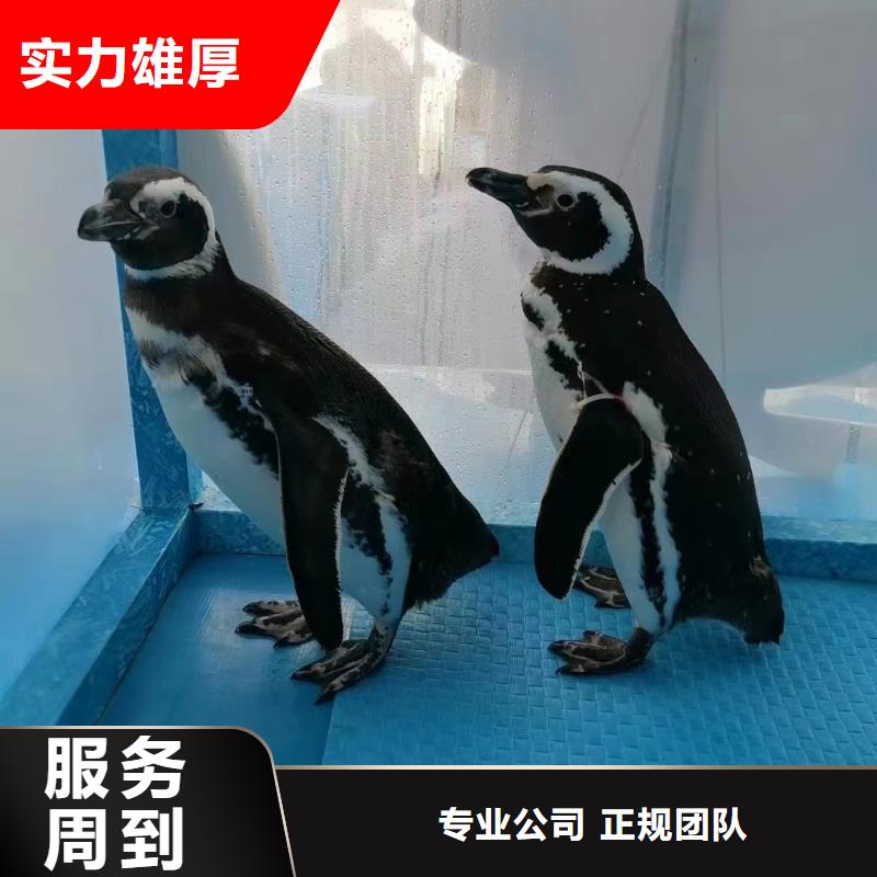 海洋主题动物表演羊驼出租诚实守信