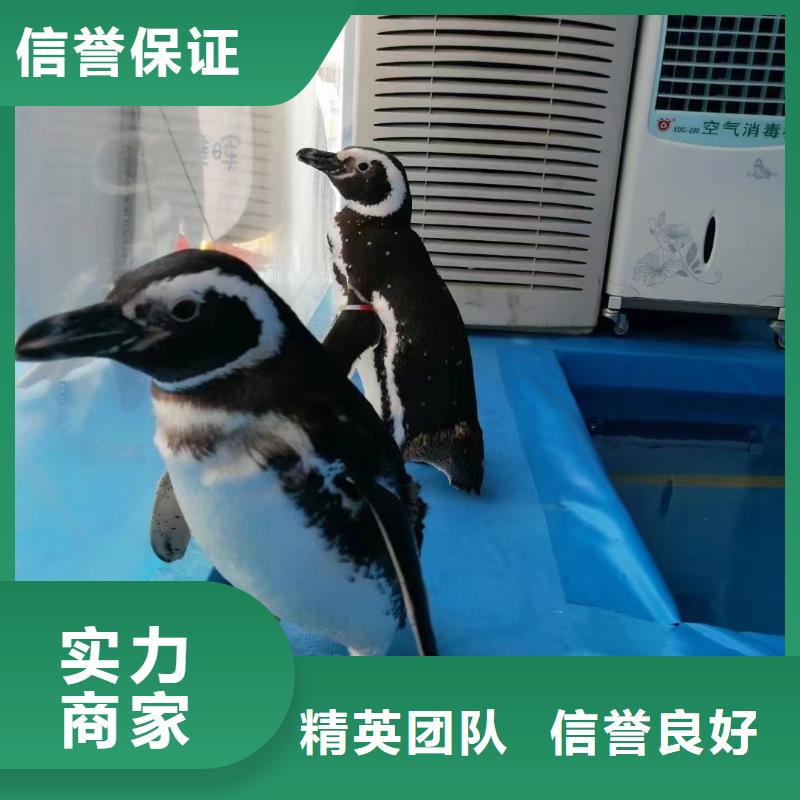 海洋主题动物表演羊驼出租品质好