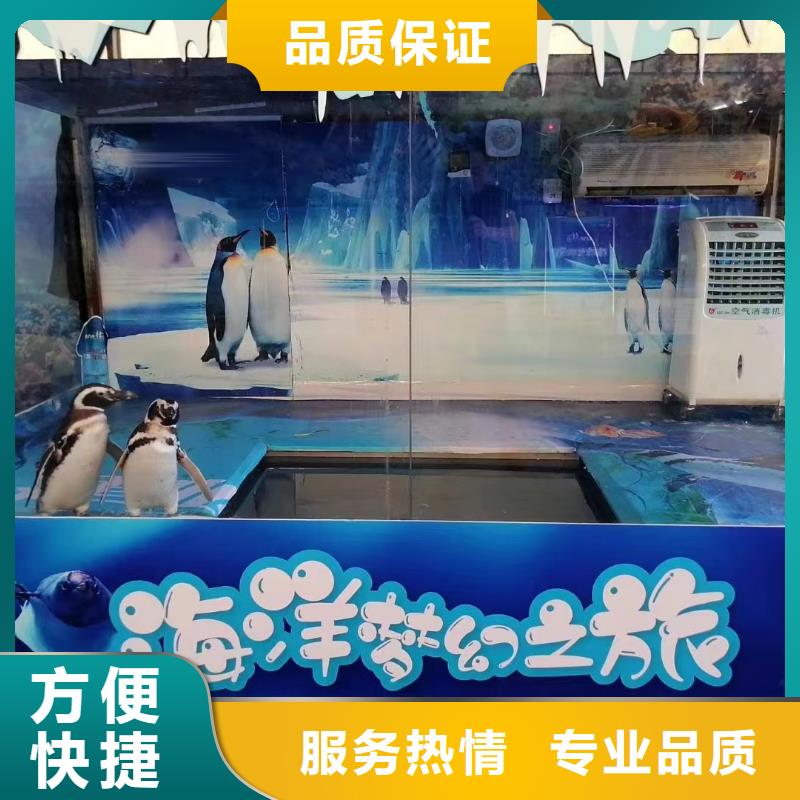 【海洋主题动物表演企鹅租赁价格透明】