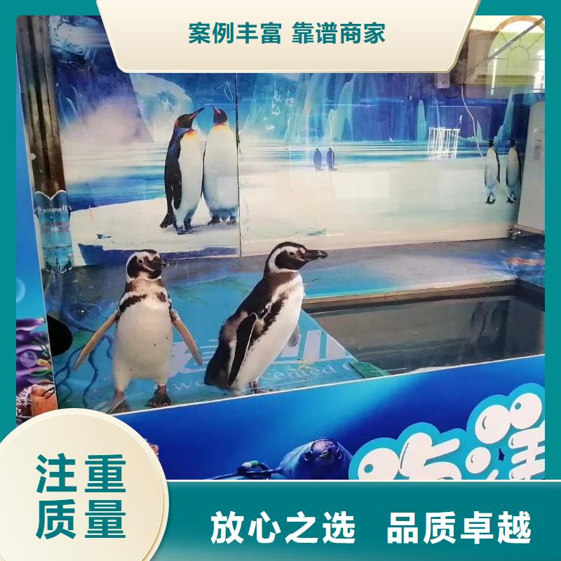 【海洋主题动物表演】企鹅租赁从业经验丰富