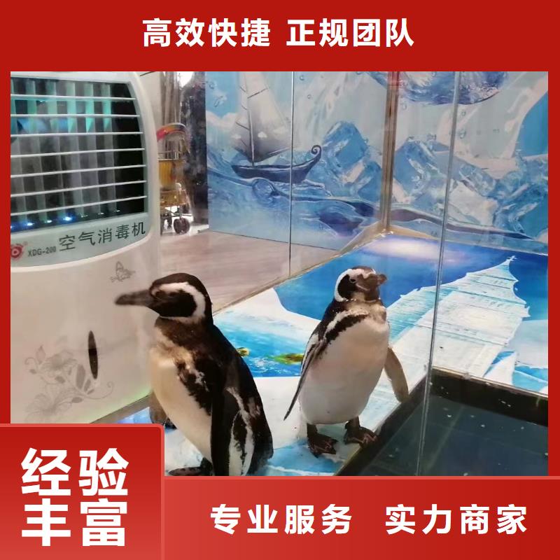 海洋主题动物表演,【出租海狮表演】案例丰富