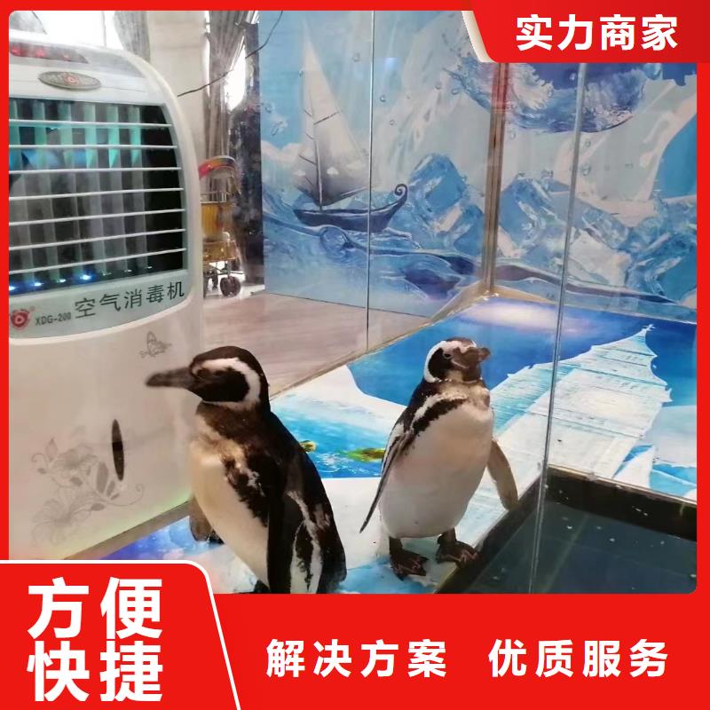 海洋主题动物表演-【鹦鹉表演】快速响应