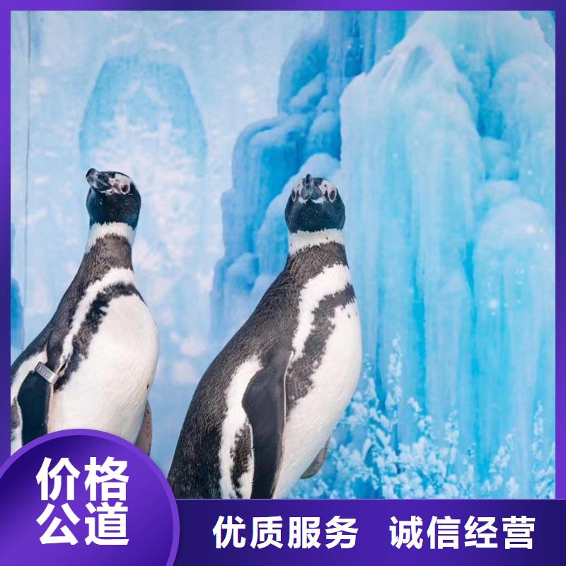 【海洋主题动物表演】企鹅租赁从业经验丰富