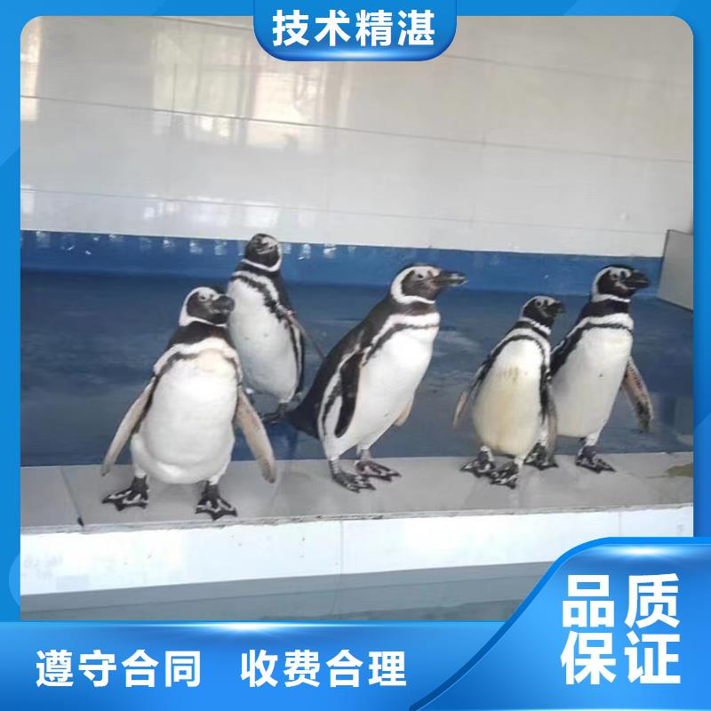 海洋主题动物表演羊驼表演拒绝虚高价