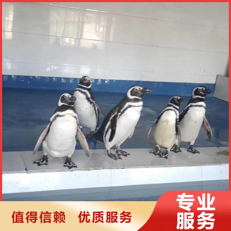海洋主题动物表演 马戏团表演出租租赁诚实守信