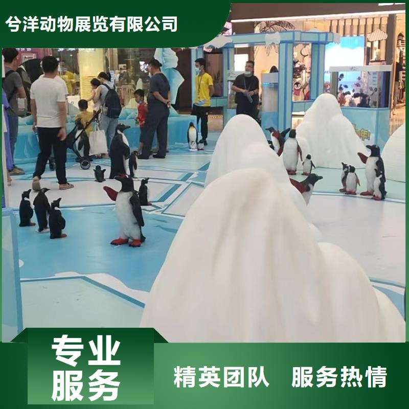 海洋主题动物表演羊驼出租诚实守信