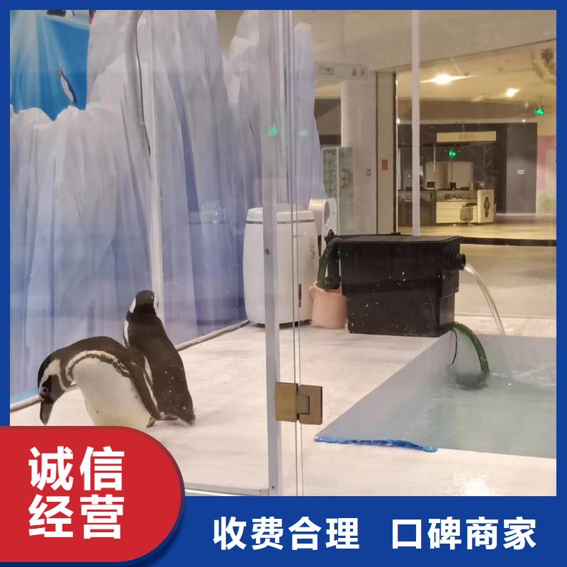 海洋主题动物表演,羊驼出租遵守合同