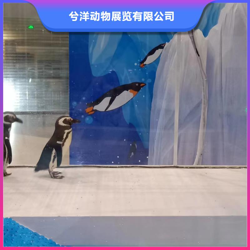 【海洋主题动物表演马戏团表演出租租赁知名公司】
