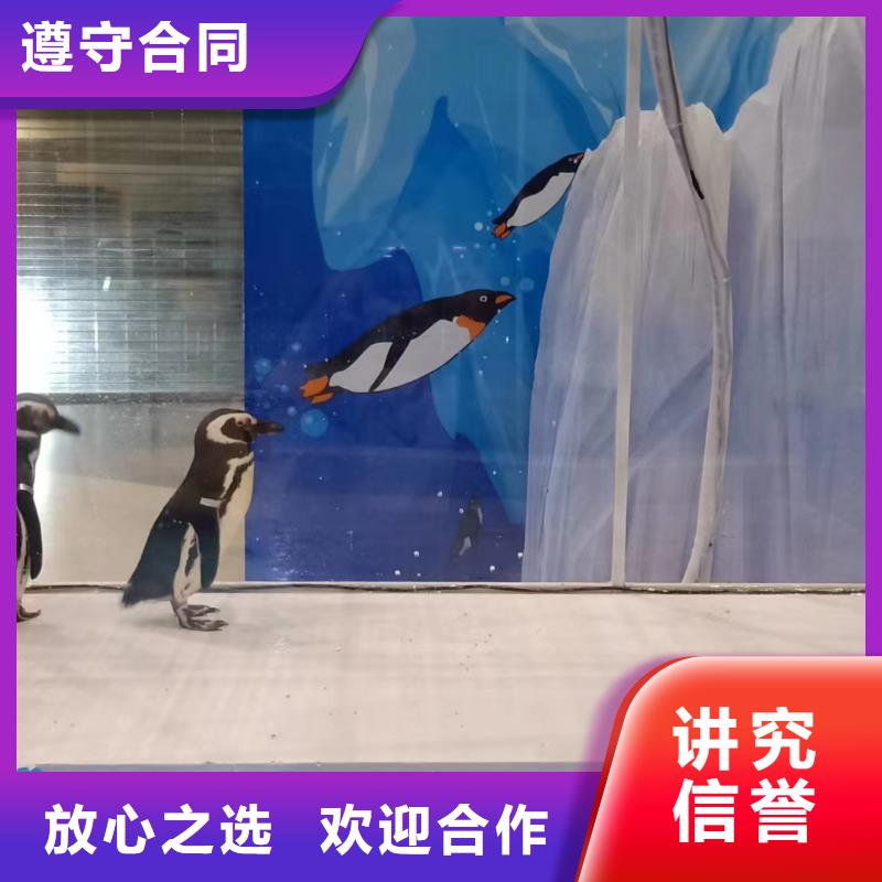海洋主题动物表演 【海狮租赁表演】技术精湛