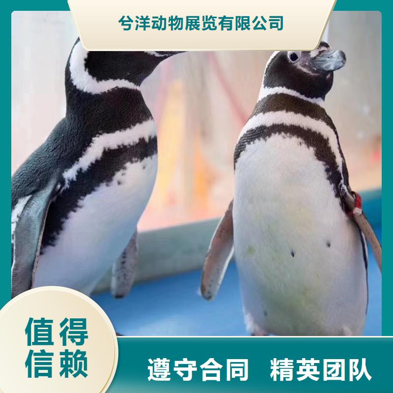 海洋主题动物表演出租海狮表演价格透明