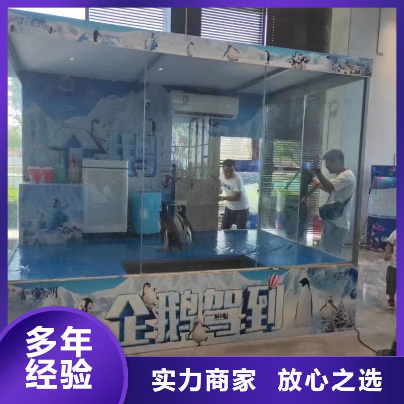 海洋主题动物表演 【海狮租赁表演】技术精湛
