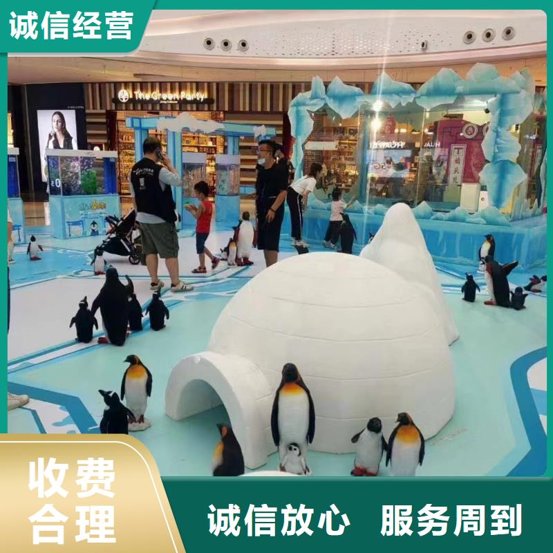 海洋主题动物表演-海狮表演出租比同行便宜