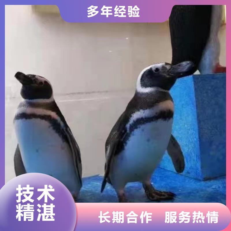 海洋主题动物表演,萌宠动物展出租快速