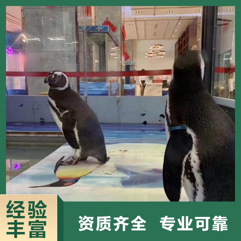 【海洋主题动物表演】羊驼表演质量保证