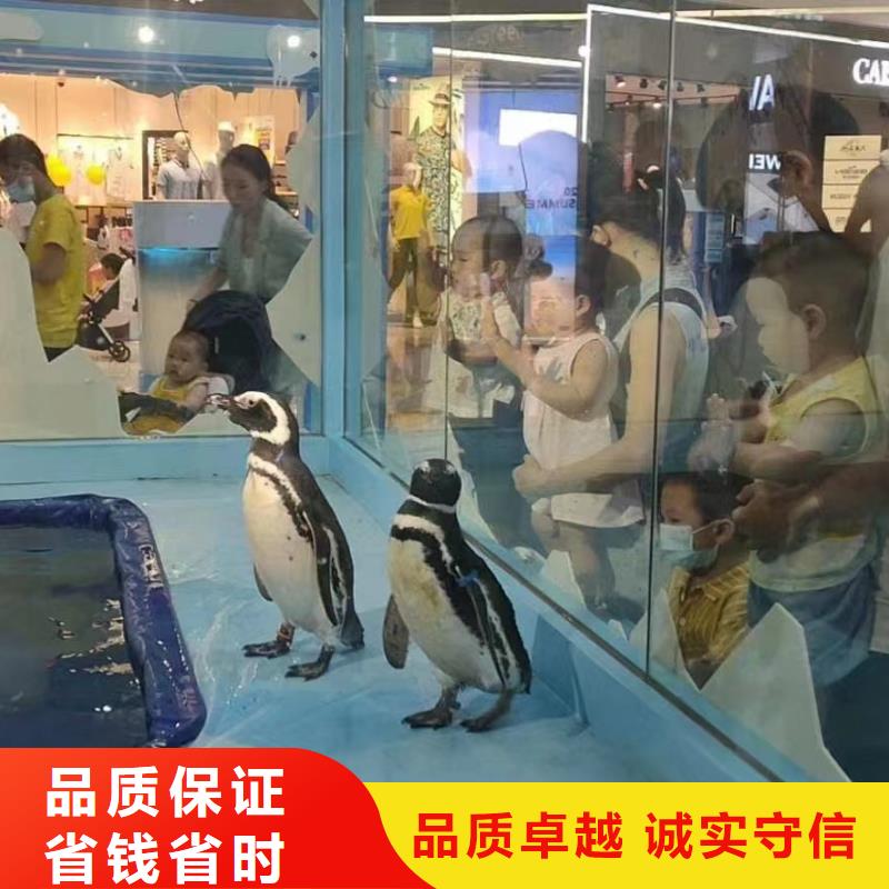 美人鱼表演出租公司