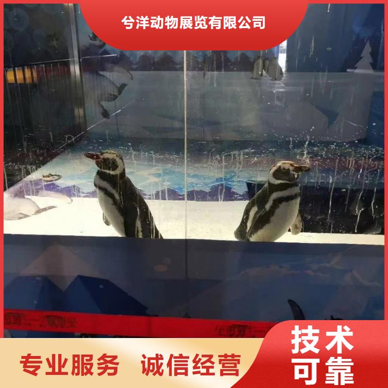 哪有企鹅租赁的活动图片
