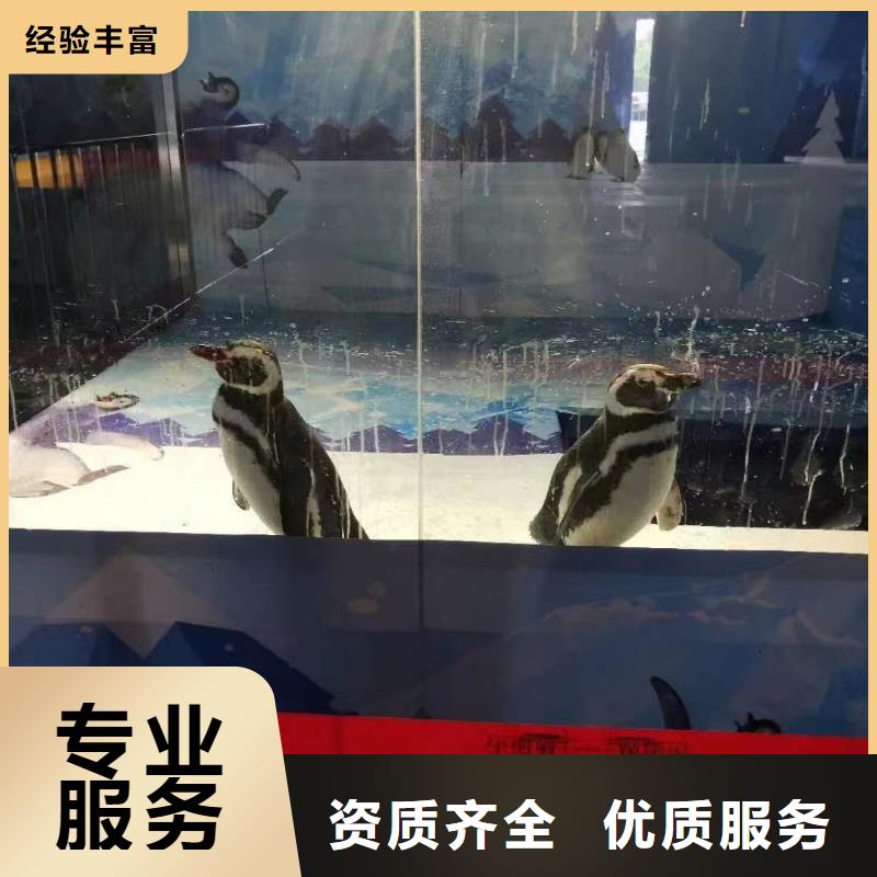 海洋主题动物表演-【鹦鹉表演】快速响应