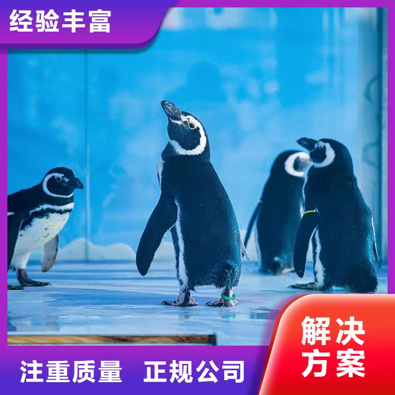 海洋主题动物表演 羊驼出租多家服务案例