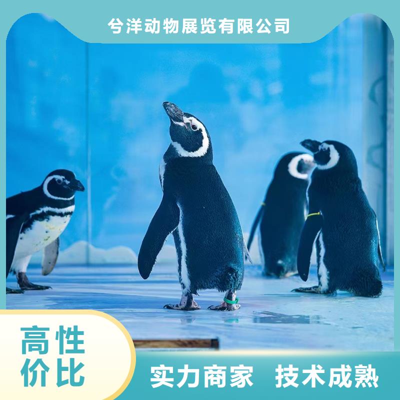 海洋主题动物表演 马戏团表演出租租赁诚实守信
