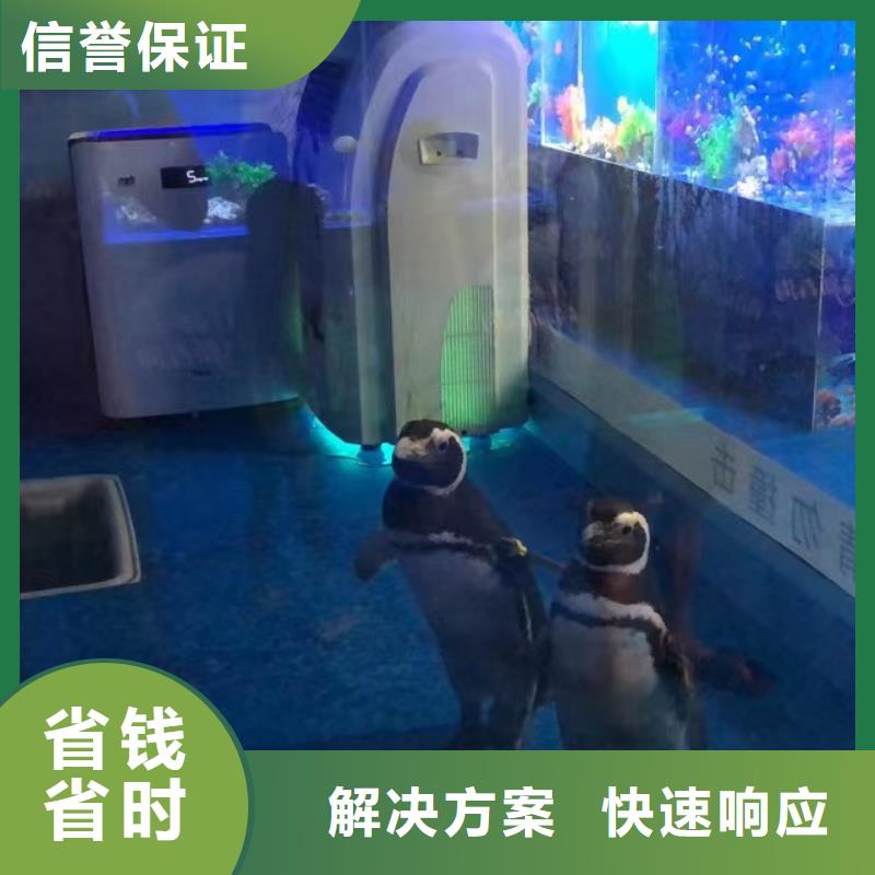 【海洋主题动物表演】羊驼表演质量保证