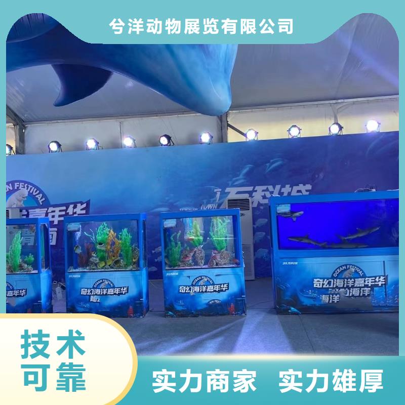 海洋主题动物表演,羊驼出租遵守合同