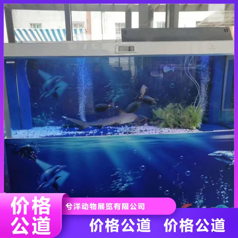 【海洋主题动物表演】羊驼表演质量保证