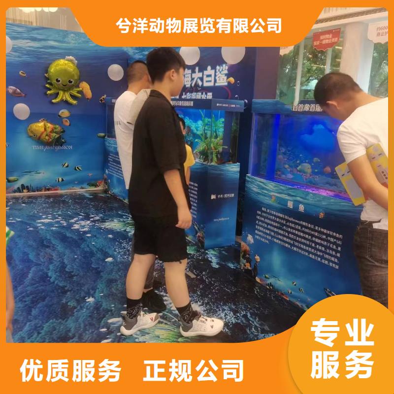 海洋主题动物表演-出租羊驼免费咨询