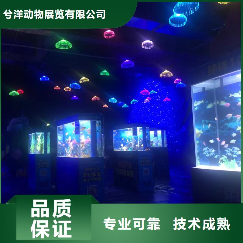 海洋主题动物表演_马戏团表演出租品质服务