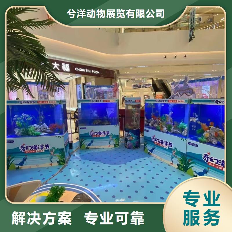 海洋主题动物表演【海狮表演出租】技术可靠