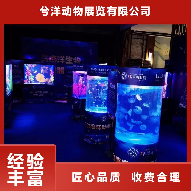 海洋主题动物表演,【出租海狮表演】案例丰富