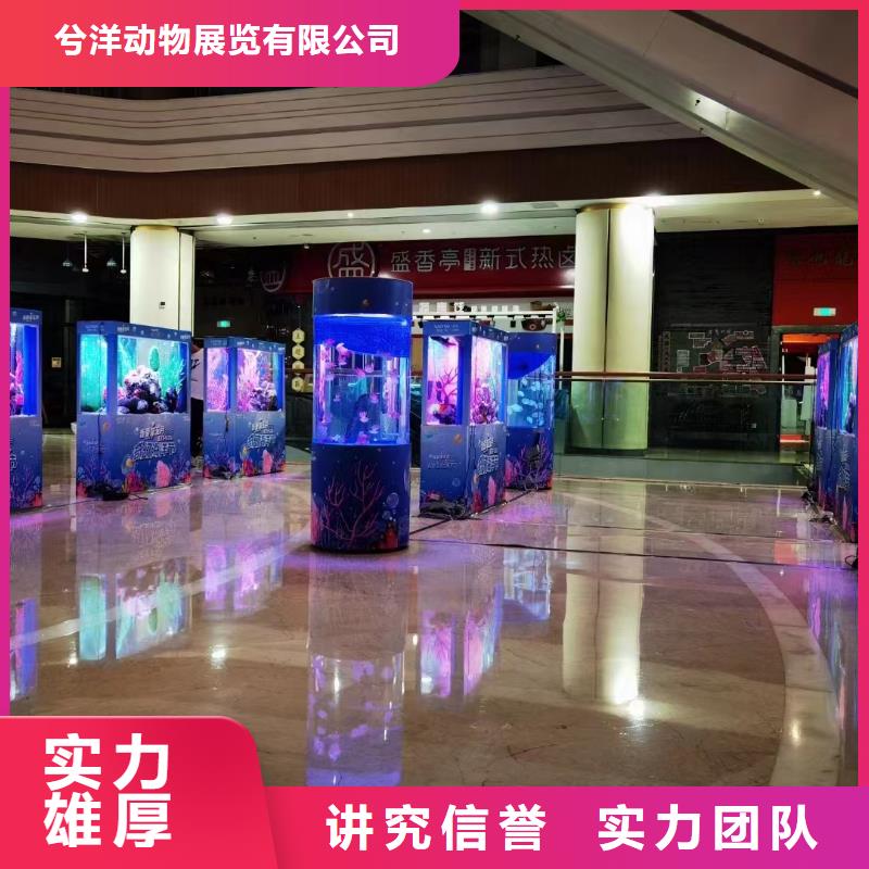 海洋主题动物表演羊驼出租匠心品质