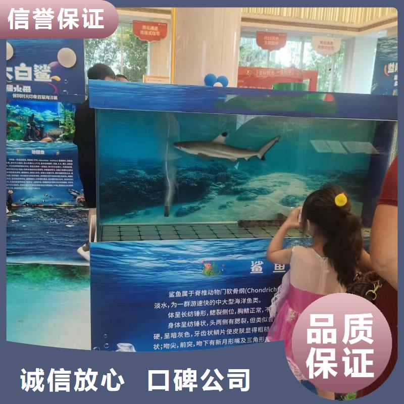 海洋主题动物表演 羊驼出租品质卓越