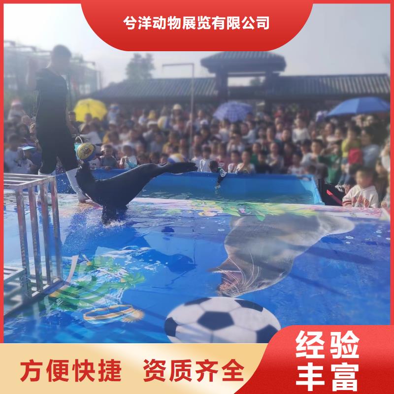 【海洋主题动物表演】马戏团表演出租省钱省时