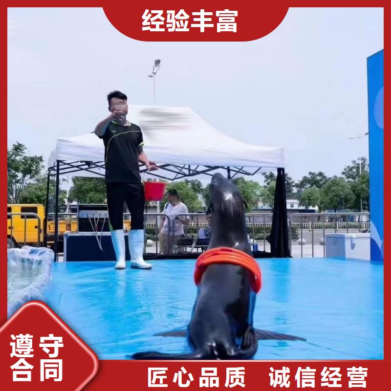 【海洋主题动物表演】【企鹅表演】口碑公司