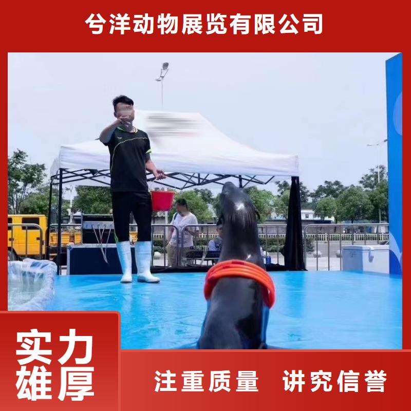 【海洋主题动物表演马戏团表演出租租赁知名公司】
