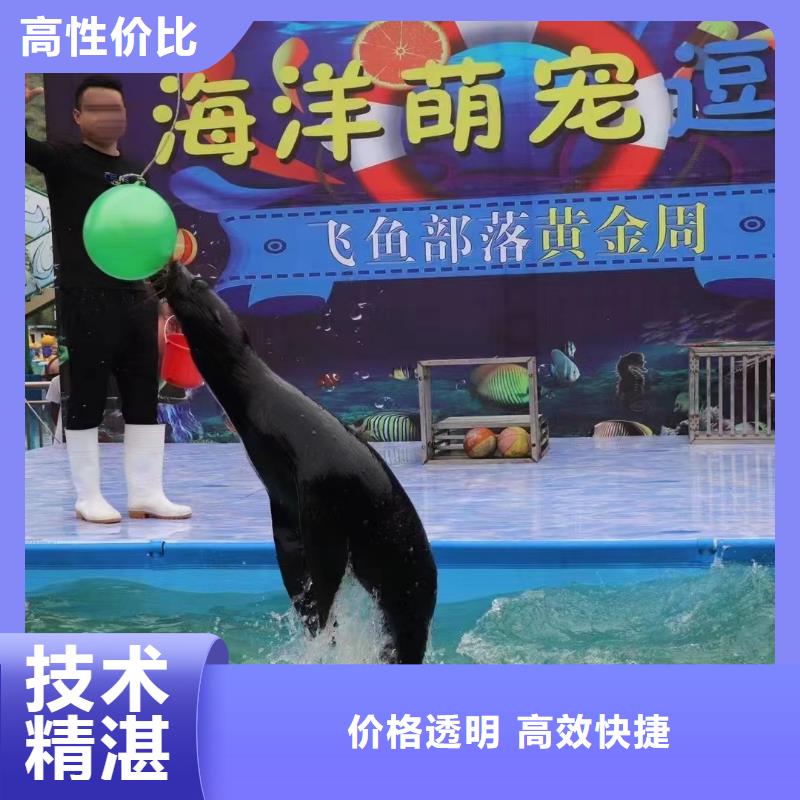 【海洋主题动物表演企鹅租赁价格透明】