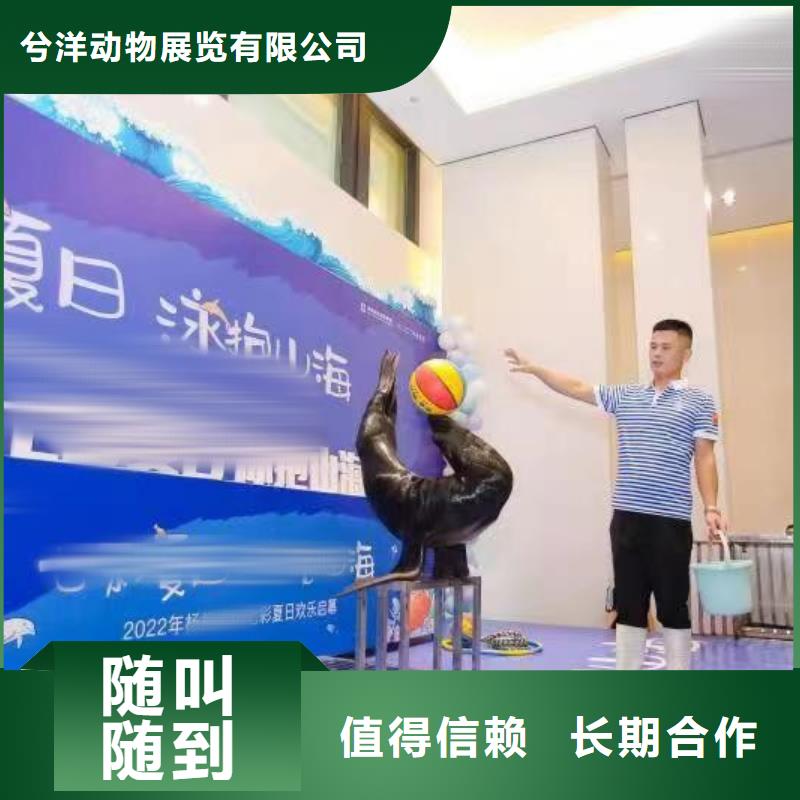 海洋主题动物表演,羊驼出租遵守合同
