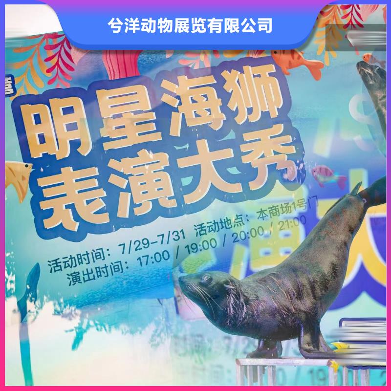 海洋主题动物表演马戏团表演长期合作
