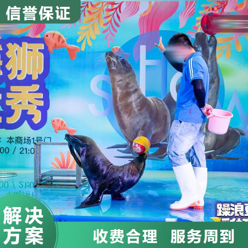 【海洋主题动物表演】动物表演省钱省时