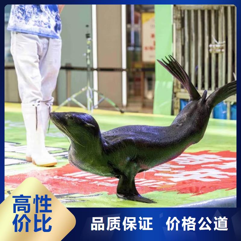 海洋主题动物表演出租表演羊驼服务热情