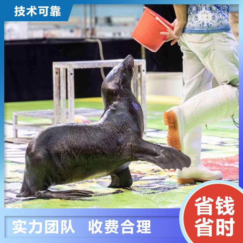 哪有出租企鹅的