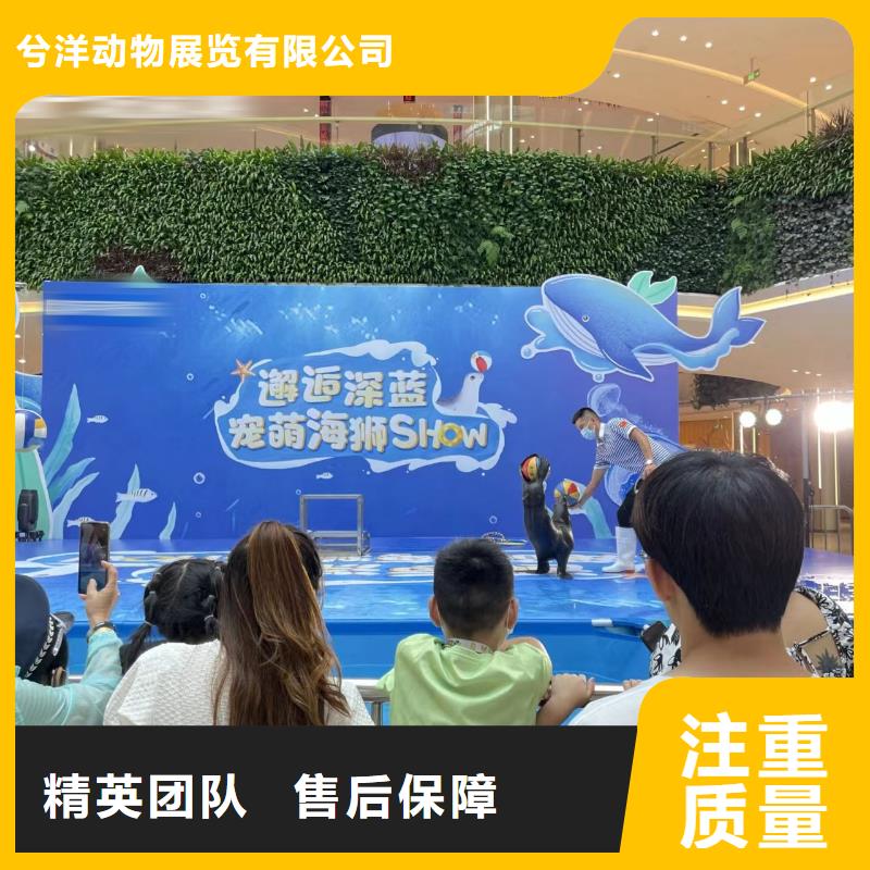 海洋主题动物表演,表演羊驼租赁团队