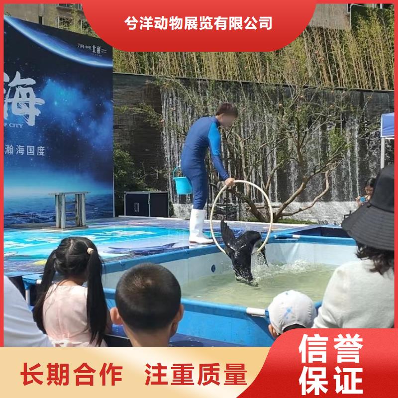 海洋主题动物表演 马戏团表演出租租赁诚实守信