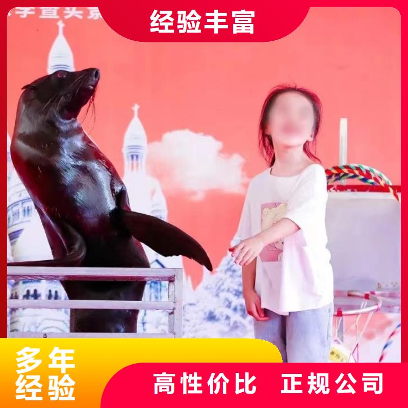 海洋主题动物表演【美人鱼表演】品质好