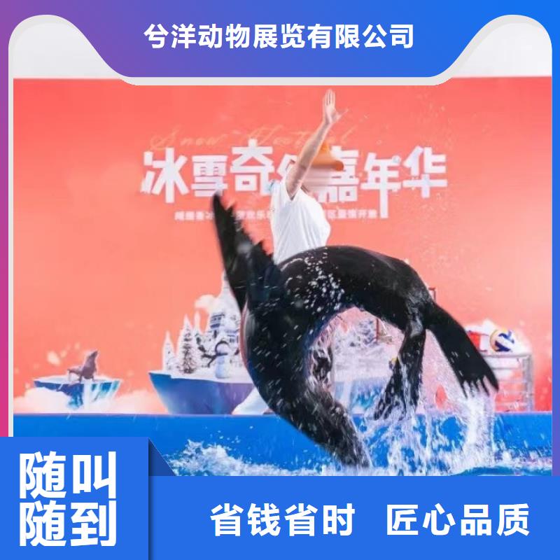 海洋主题动物表演-表演动物出租品质保证