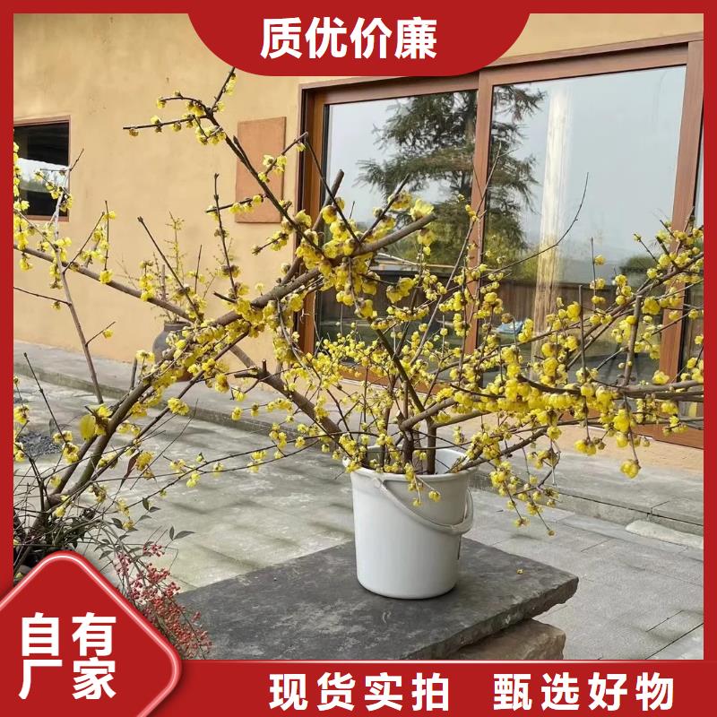 夯土艺术漆多少钱#夯土墙面漆#仿泥巴墙涂料#稻草漆厂家