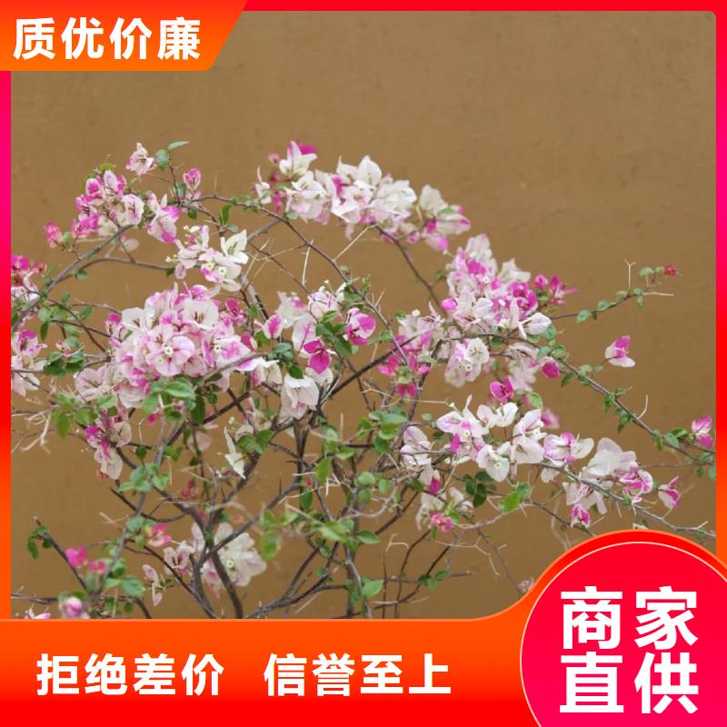 施工厂家乡村改造稻草漆质量优选